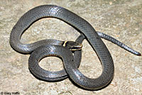 Northern Ring-necked Snake