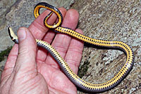 Northern Ring-necked Snake