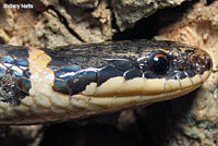 Northern Ring-necked Snake