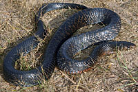 Texas Indigo Snake