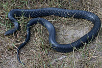 Texas Indigo Snake