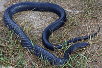 Texas Indigo Snake