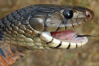 Texas Indigo Snake