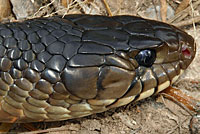 Texas Indigo Snake