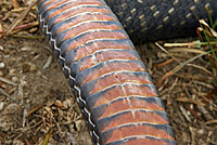 Texas Indigo Snake