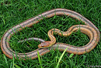 Baird's Ratsnake 