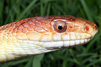 Baird's Ratsnake 