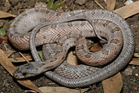 Baird's Ratsnake 