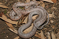 Baird's Ratsnake 