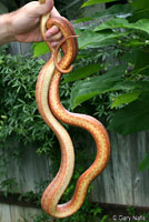 Baird's Ratsnake 