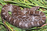 Great Plains Ratsnake