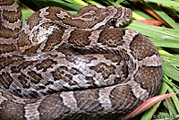 Great Plains Ratsnake