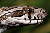 Great Plains Ratsnake