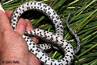 Great Plains Ratsnake