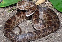Great Plains Ratsnake