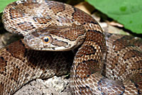 Great Plains Ratsnake