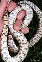 Great Plains Ratsnake