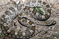 Great Plains Ratsnake