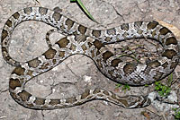 Great Plains Ratsnake