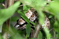 Great Plains Ratsnake