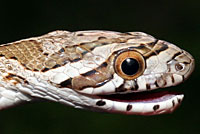 Great Plains Ratsnake