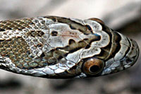 Great Plains Ratsnake