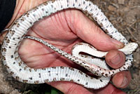 Great Plains Ratsnake