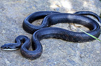 Texas Ratsnake