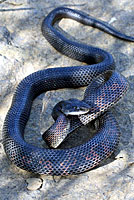 Texas Ratsnake