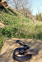 Texas Ratsnake