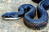 Texas Ratsnake