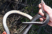 Texas Ratsnake