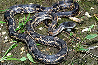 Texas Ratsnake