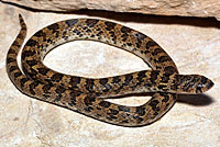 Chihuahuan Hook-nosed Snake