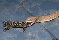 A captive Texas Nightsnake eats a Mediterranean Gecko.