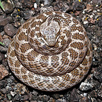 night snake