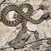 Texas Nightsnake 