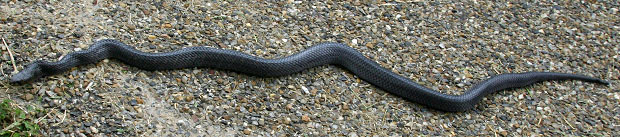 Texas Indigo Snake