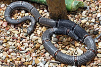 Gray-banded Kingsnake