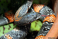 Gray-banded Kingsnake