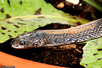 Gray-banded Kingsnake