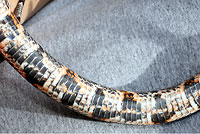 Gray-banded Kingsnake