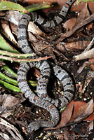 Gray-banded Kingsnake