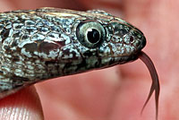 Gray-banded Kingsnake