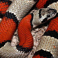 Gray-banded Kingsnake