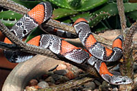 Gray-banded Kingsnake