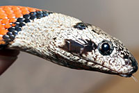 Gray-banded Kingsnake