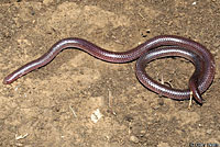 Plains Threadsnake