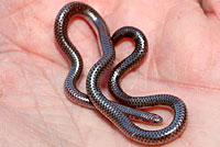 Plains Threadsnake