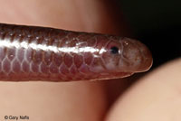 Plains Threadsnake